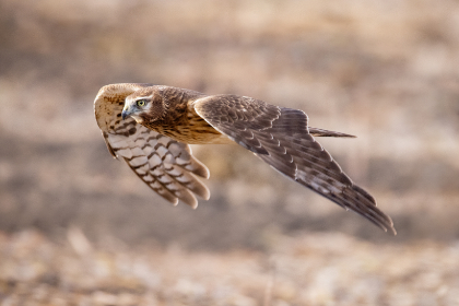 射手中文网:探索无限可能的中文创作与分享平台 射手中文网:探索无限可能的中文创作与分享平台