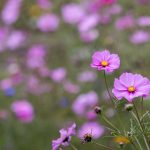 大米星球官方网站入口链接:轻松获取最新资讯与服务 8ib73hz14