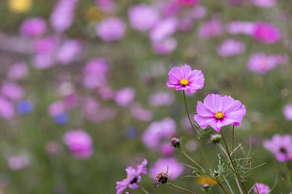 大米星球官方网站入口链接:轻松获取最新资讯与服务 大米星球官方网站入口链接:轻松获取最新资讯与服务