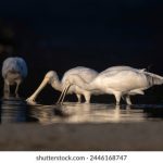 妈妈的朋友 番薯:温暖的回忆与美味的分享 a3l2rg