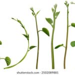 女性向网站R18:探索成人向内容的多样性与魅力 js96zct