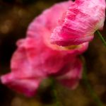 全面解析Pokemmo官网资源包的使用与获取方法 xizs58q