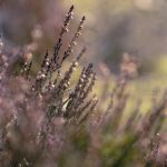 感官世界在线观看未删减电影:探索视觉与听觉的极致体验之旅 63lit5kt