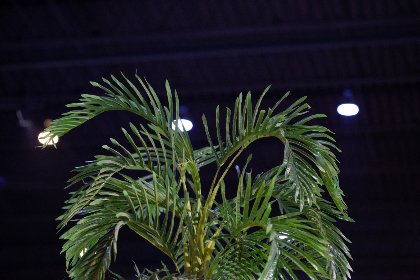 探索P站视频pzpp88:最受欢迎的内容与精彩推荐 探索P站视频pzpp88:最受欢迎的内容与精彩推荐