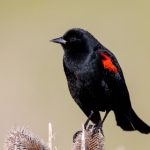 探索八哥影院:尽享精彩电影与独特观影体验 ajfw3moo