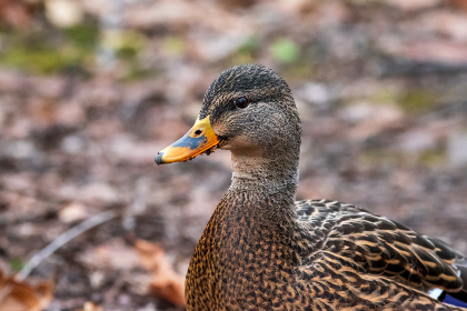 探索 www.8x8x.com 在 GitHub 上的项目与资源 探索 www.8x8x.com 在 GitHub 上的项目与资源