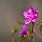 探索一枝红杏加速器官网:提升网络速度的最佳选择 h7sr34