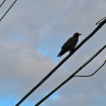 探索嫩草ncyc07:新一代绿色植物的魅力与应用 ncmnmr9i