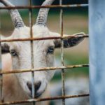 探索 www.greasyfork.com:用户自定义脚本的宝藏网站 pbyv0hi