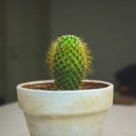 探索禁漫天堂入口:畅游漫画世界的秘密之旅 ymuqn8